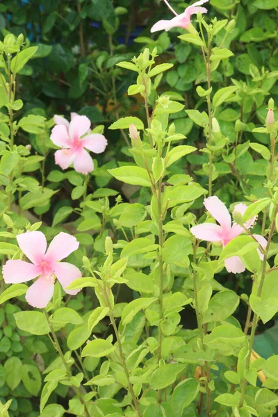 Rosa Fiore Shoeblackplant Colorato Sul Giardino Raccolto Sono Colture Cash — Foto Stock