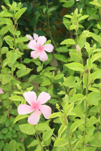 Pink Colored Shoeblackplant Flower Garden Harvest Cash Crops — Zdjęcie stockowe