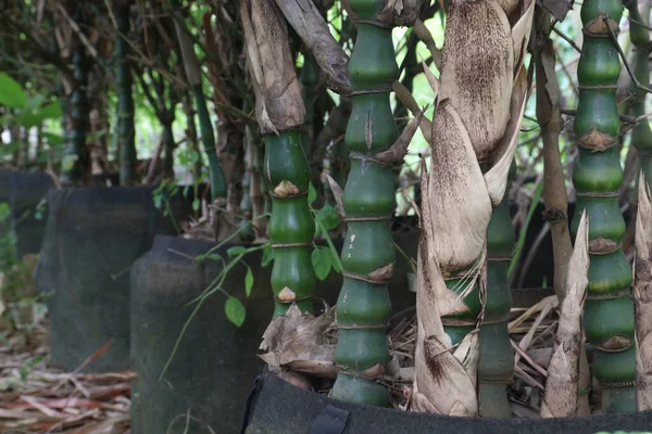 Boeddha Bamboe Bambusa Ventricosa Ook Wel Buik Bamboe Boerderij Voor — Stockfoto