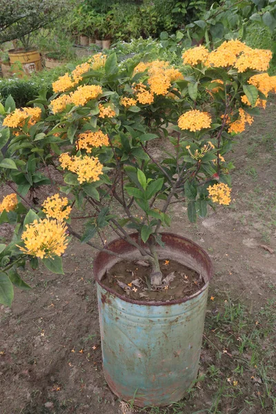 Bunga Coccinea Kuning Ixora Tanaman Pertanian Untuk Panen Adalah Tanaman — Stok Foto