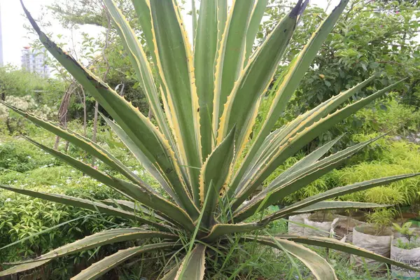 Çiftlikteki Agave Angustifolia ağacı hasat için nakit mahsuldür