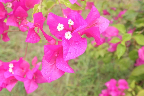 Φυτά Λουλουδιών Bougainvillea Spectabilis Στο Φυτώριο Για Συγκομιδή Είναι Καλλιέργειες — Φωτογραφία Αρχείου