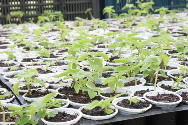 stock image Paulownia elongata plant on farm for sell are cash crops