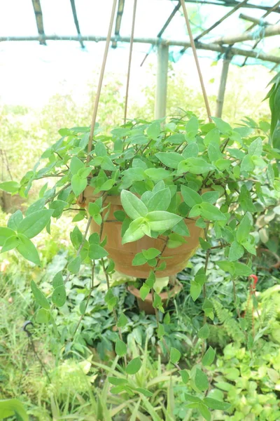 Small Leaf Spiderwort Leaf Plant Hanging Pot Farm Harvest Cash — Stock Photo, Image