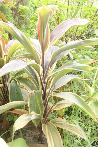 Planta Granja También Llamada Cordyline Fruticosa Tienen Más Hermosa Planta —  Fotos de Stock