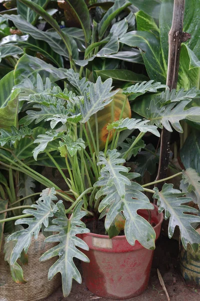Thaumatophyllum Xanadu Растение Горшке Ферме Культивирования Денежного Содержания Улучшения Качества — стоковое фото