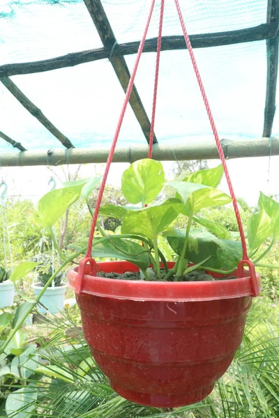 Devil Ivy Tree Hanging Pot Farm Sell Cash Crops — Stock Photo, Image