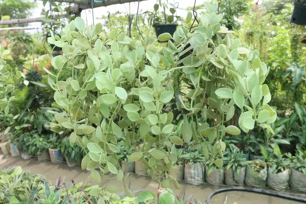 Dischidia Leaf Hanging Pot Farm Sell Cash Crops — Stock Photo, Image