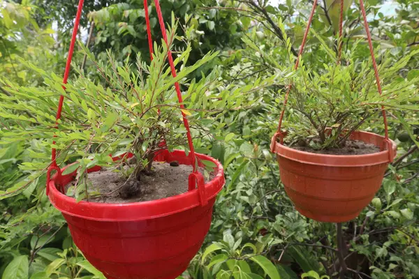 Phyllanthus Myrtifolius Planta Árbol Granja Para Cosecha Son Cultivos Comerciales — Foto de Stock