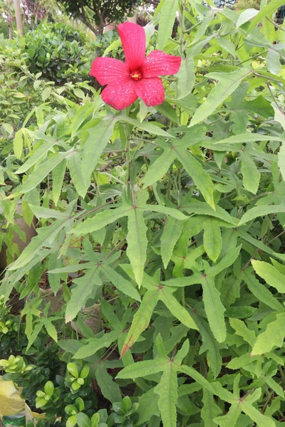 Red Swamp Rose Mallow Flower Plant Farm Harvest Cash Crops — Stock Photo, Image