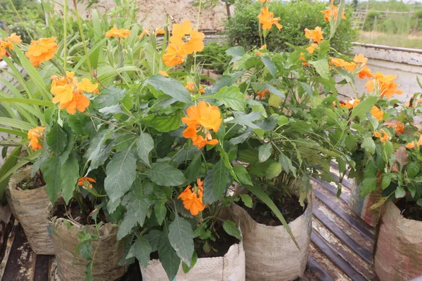 crossandra flower tree, are cash crops The extract from the Firecracker plant is also used to treat minor headaches, aperitif, fever, pain, and also wound healing