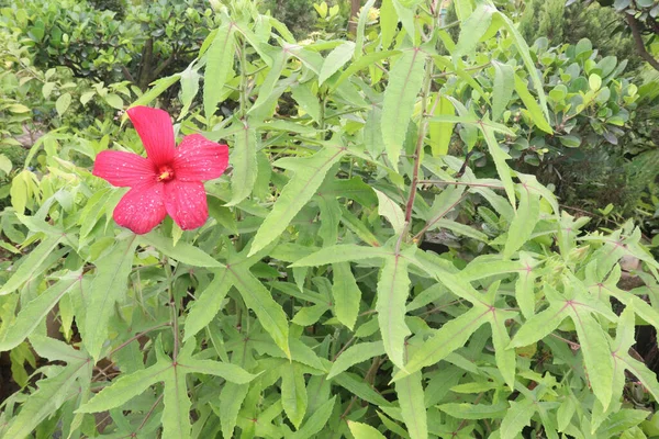 Vörös Mocsár Rózsa Mályvacukor Virág Növény Gazdaságban Betakarítás Készpénz Növények — Stock Fotó