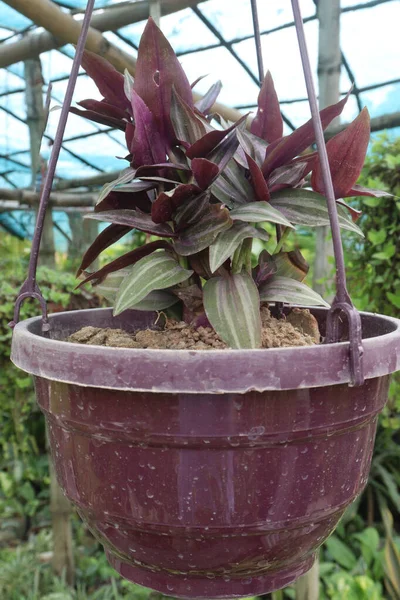 Tradescantia zebrina burgundy ağacı fidanlıkta asılı duruyor.