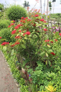 Çiftlikteki Ixora kakusinea bitkisi hasat için nakit mahsuldür.