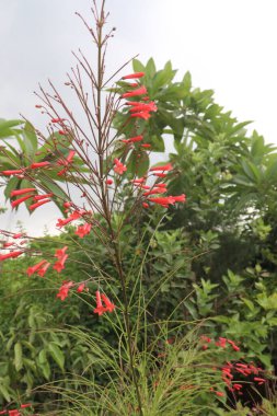 Çiftlikteki Pineleaf Penstemon çiçeği hasat için nakit mahsulüdür.