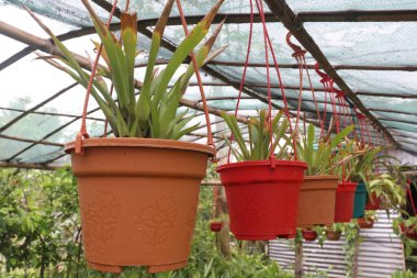 Çiftlikteki asma kabında asılı duran katopsis berteroniana bitkisi nakit mahsulleri.