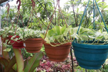 Çiftlikte asılı duran sarmaşık ağacının satışı nakit mahsuldür.