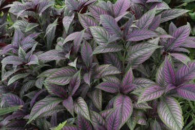 Strobilanthes Dyerianus Mast ağacı hasat için nakit mahsulüdür.