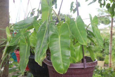 Philodendron Rugosum ağacı çiftlikte satılmak üzere asılmış vaziyette nakit mahsuldür.