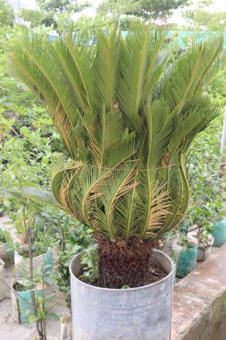 Çiftlikteki Sago palmiye ağacı hasat için nakit mahsuldür.