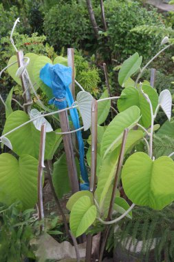 Çiftlikteki fil sürüngeni bitkisi hasat için nakit mahsulüdür.