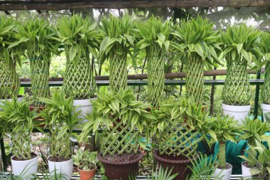 Uğurlu Bambu Örülmüş Kule hasat için ekili.