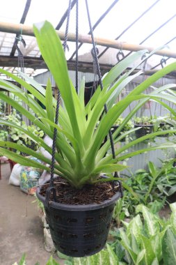 Çiftlikteki asılı saksıda satılık Cymbidium sihirli vogel ağacı nakit mahsulüdür.