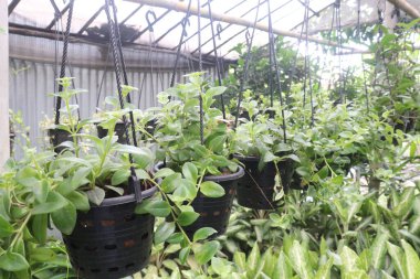 Dischidia yaprağı tarlada asılı duruyor. Satmak için nakit ürünleri var.