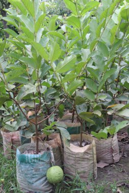 Tarlada hasata ekilen Guava Ağacı nakit mahsulüdür.