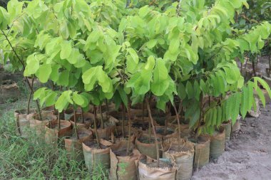 Hasat için tarladaki kremalı elma ağacı nakit mahsulüdür.