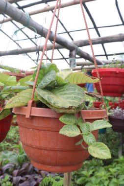 Episcia Cupreata yaprağı bitkisi çiftlikteki asma kabında satılıyor. Nakit ekinler.