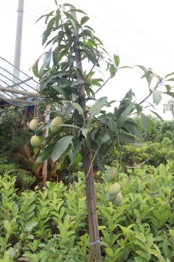 Çiftlikteki ağaçta lezzetli ve olgun mangolar hasat için nakit mahsulleridir.