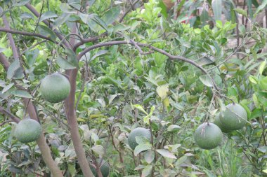 Tarladaki ağaçta sallanan limonlu turunçgiller nakit mahsulleridir.