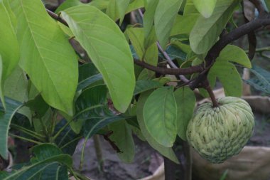 Tarlada hasat için ağaçtaki kremalı elma nakit mahsuldür.