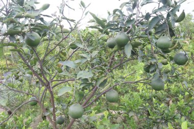 Tarladaki ağaçta sallanan limonlu turunçgiller nakit mahsulleridir.