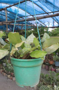 Philodendron limon yaprağı bitkisi. Çiftlikte asılı saksıda satılıyor. Nakit ekinler.