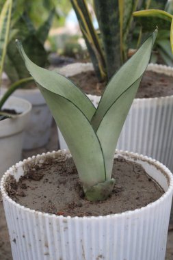 Çiftlikteki otta satılan kaçak Yılan Bitkisi nakit mahsuldür.