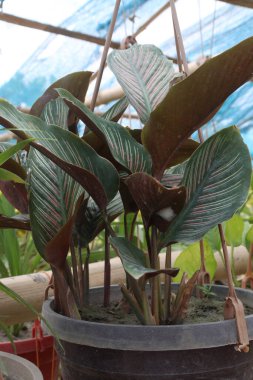 Çiftlikteki ince çizgili kalathea yaprağı bitkisi satılık nakit ürünleri havanızı temizleyebilir.