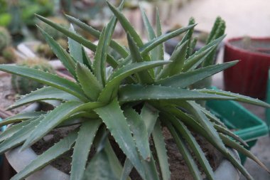 Dyckia brevifolia yaprağı tarlada satılıyor. Nakit ekinler.