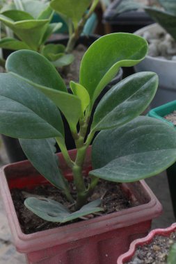 Çiftlikteki asılı saksıya konmuş bebek kauçuk fabrikası nakit mahsulleri.