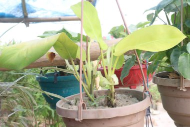 Philodendron limon yaprağı bitkisi. Çiftlikte asılı saksıda satılıyor. Nakit ekinler.