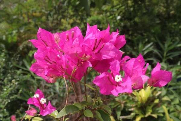 Bougainvillea Spectabilis Plante Fleurs Pépinière Pour Récolte Sont Des Cultures — Photo