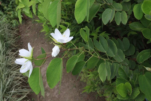 Bauhinia Acuminata Beyaz Orkide Bitkisi Hasat Için Para Mahsulüdür — Stok fotoğraf