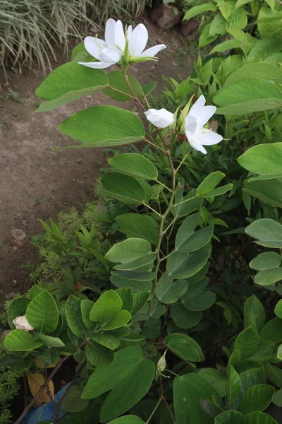 Bauhinia Acuminata Planta Orquídea Blanca Vivero Para Cosecha Son Cultivos — Foto de Stock