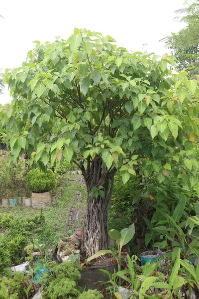 Heiliger Feigenbaum Auf Dem Bauernhof Hilft Bei Der Verringerung Des — Stockfoto