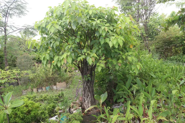Sacred fig tree on farm It helps in reducing the elevated levels of liver enzymes and improving the liver cell degeneration,inflammation, and necrosis