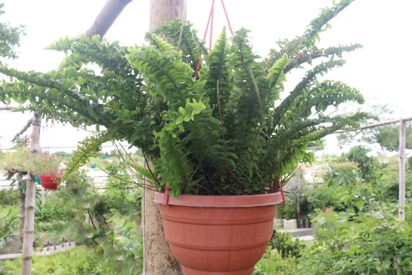 Pohon Nephrolepis Exaltata Pada Pot Yang Digantung Kebun Untuk Dijual — Stok Foto
