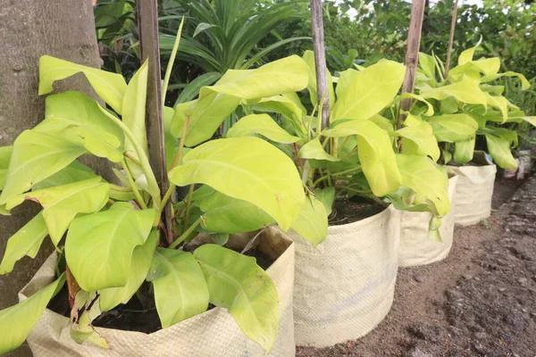 Philodendron Malay Gold leaf plant on farm for sell are cash crops