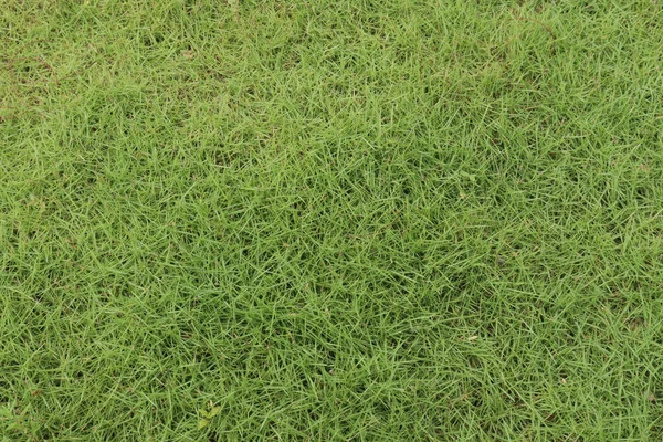 Green Colored Grass Field Any Background Use — Stock Photo, Image