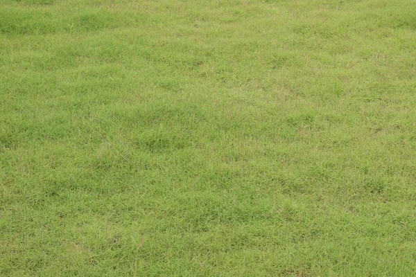 green colored grass field for any background use